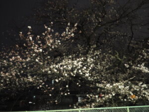 三栗谷用水の夜桜の写真です。