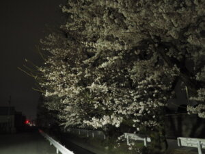三栗谷用水の夜桜の写真です。