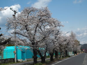 足利運動公園の桜の写真です。
