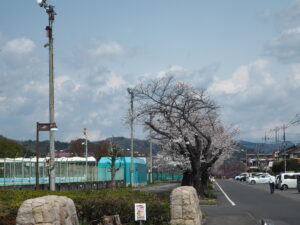 足利運動公園の桜の写真です。