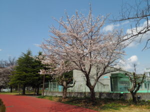足利運動公園の桜の写真です。