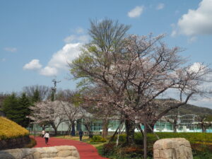 足利運動公園の桜の写真です。