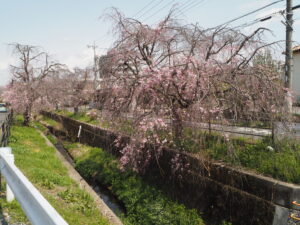 足利運動公園の桜の写真です。