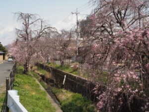 足利運動公園の桜の写真です。