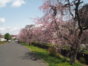 足利運動公園の桜の写真です。