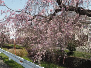 足利運動公園の桜の写真です。