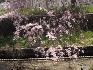 足利運動公園の桜の写真です。