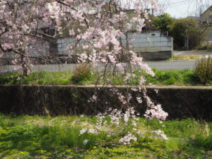 足利運動公園の桜の写真です。