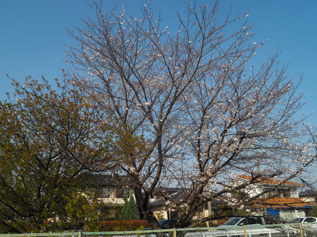 三栗谷用水：横手橋ふもとの桜の写真です。