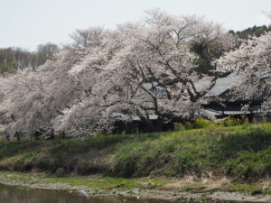 袋川（北郷公園）付近の写真です。