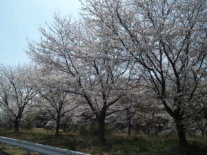 袋川（北郷公園）付近の写真です。