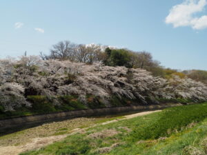 袋川（北郷公園）付近の写真です。