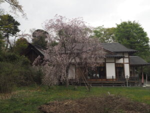 八雲神社の桜の写真です。