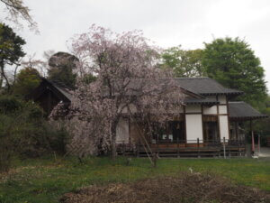 八雲神社の桜の写真です。