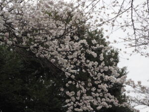 足利大学キャンパス前の桜の写真です。
