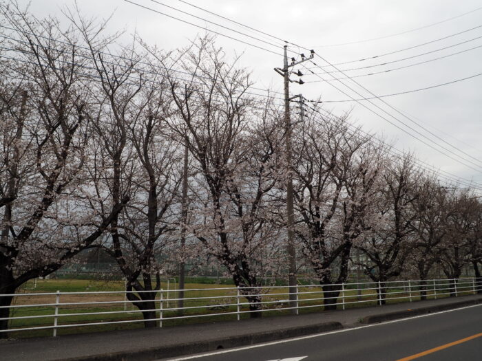 足利大学北側の桜の写真です。
