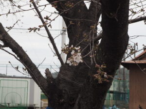 足利大学キャンパス前の桜の写真です。