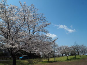 足利公園の桜の写真です。