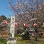 足利公園の桜の写真です。