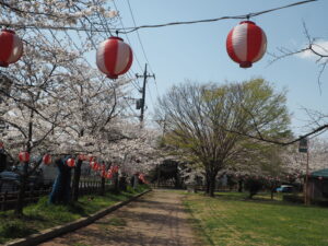 足利公園の桜の写真です。