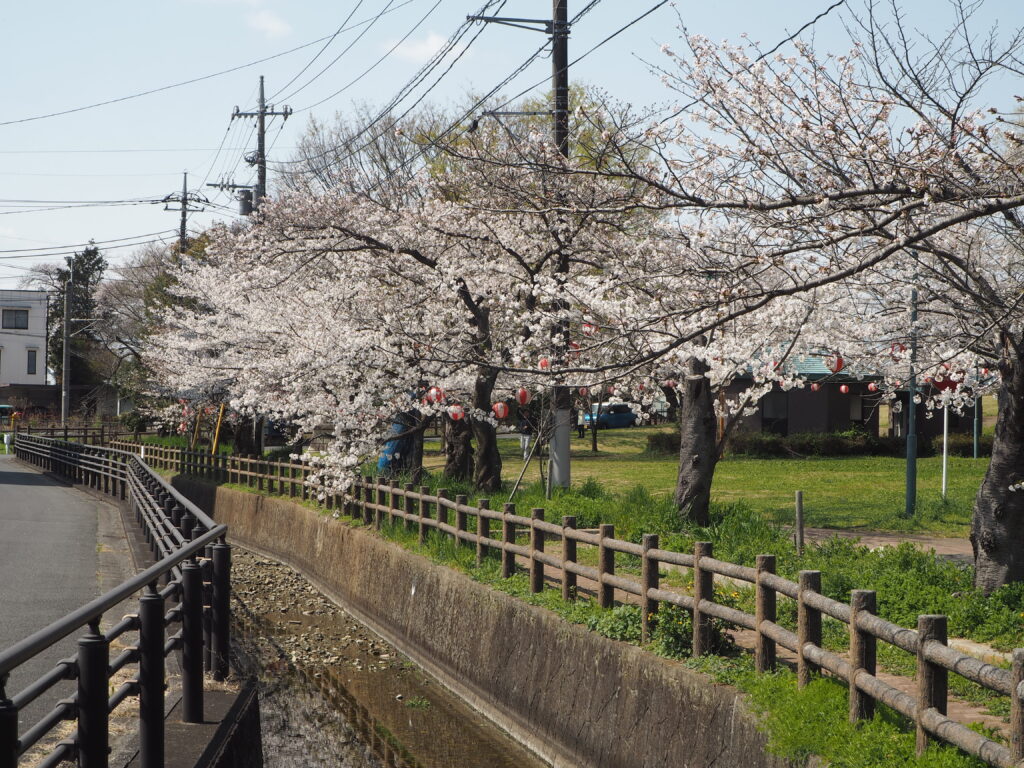 足利公園の桜の写真です。