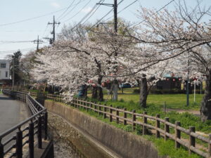 足利公園の桜の写真です。