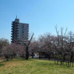 足利公園の桜の写真です。