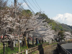 足利公園の桜の写真です。