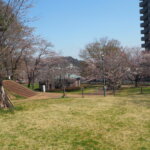 足利公園の桜の写真です。