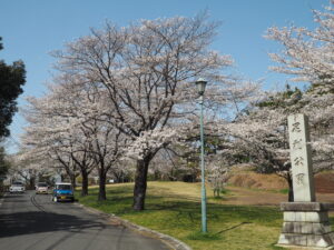 足利公園の桜の写真です。