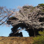 足利公園の桜の写真です。