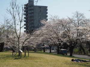 足利公園の桜の写真です。