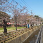 足利公園の桜の写真です。