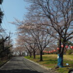 足利公園の桜の写真です。