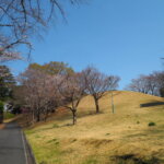 足利公園の桜の写真です。