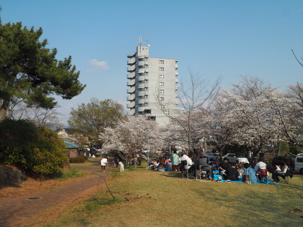 足利公園の桜の写真です。