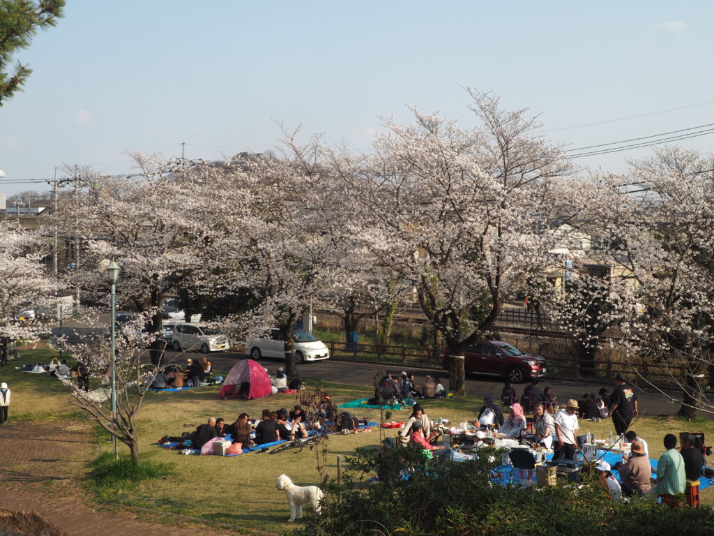 足利公園の桜の写真です。