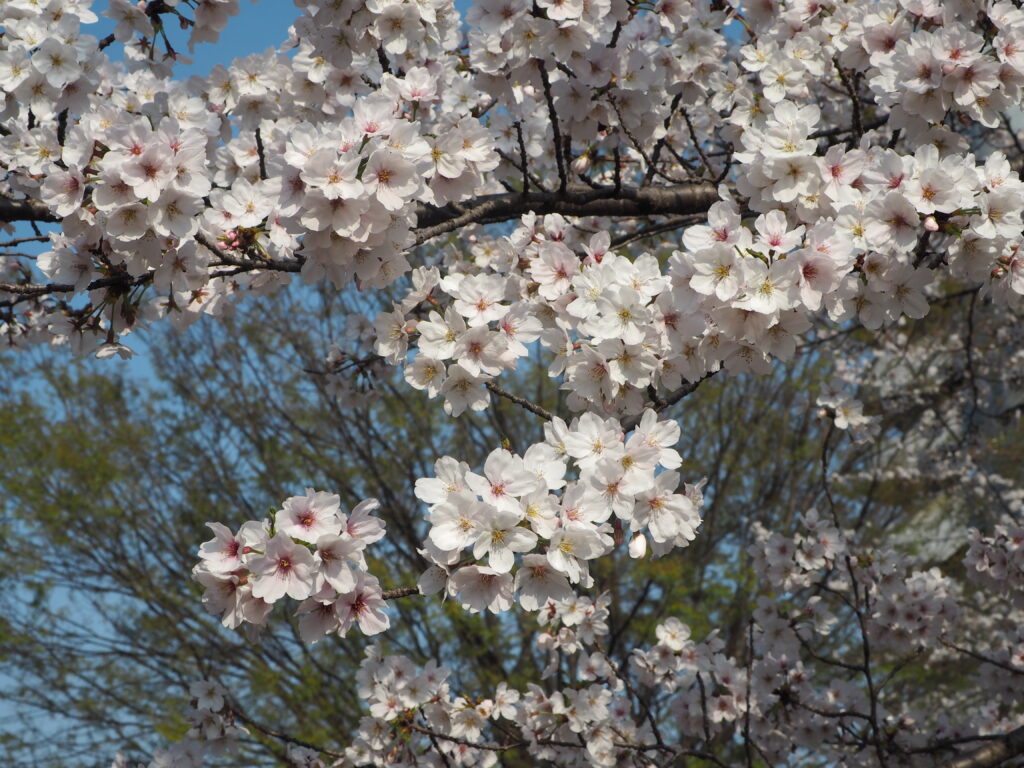 足利公園の桜の写真です。