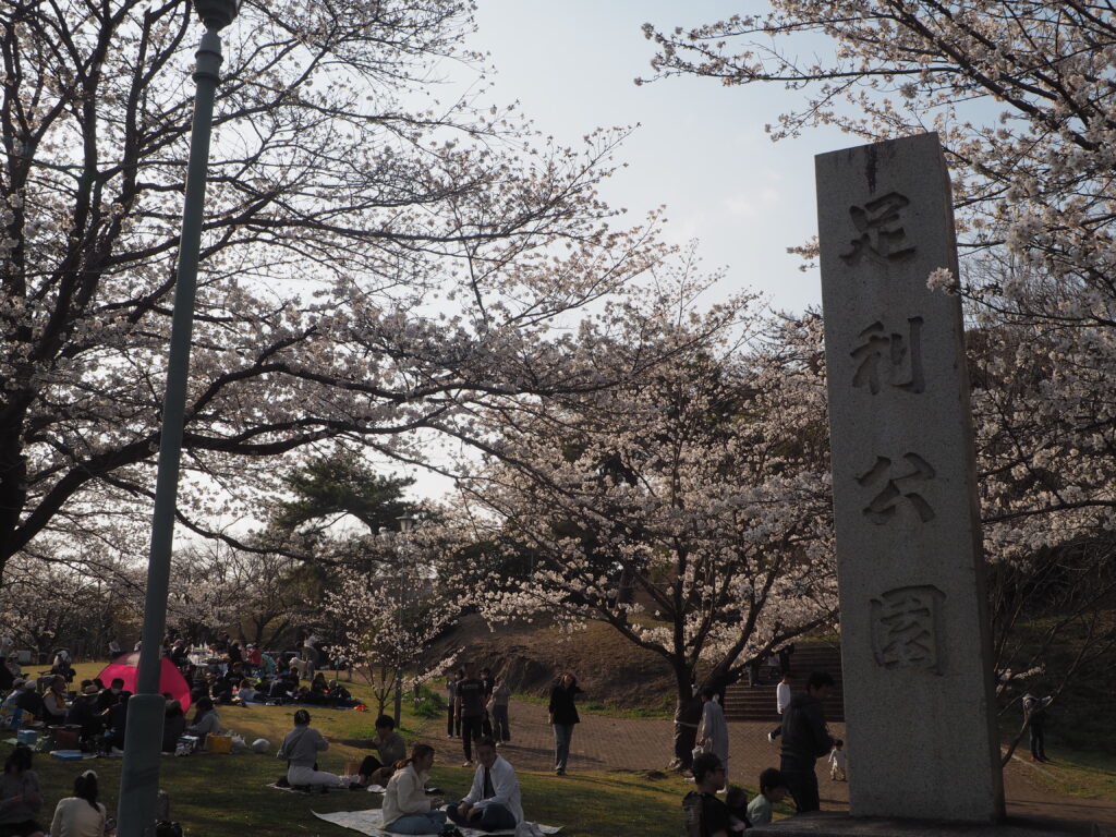 足利公園の桜の写真です。