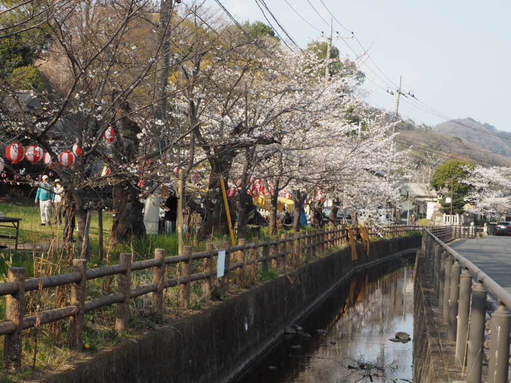 足利公園の桜の写真です。