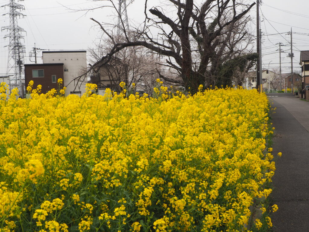 袋川・千歳地区の桜の写真です。