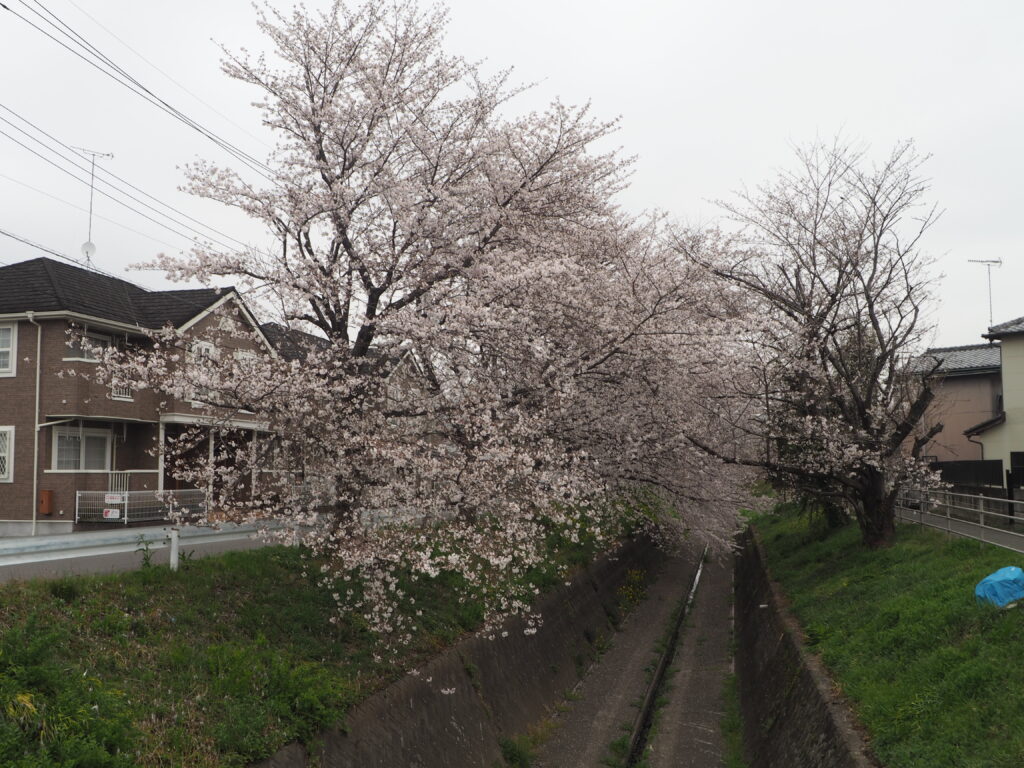 袋川・千歳地区の桜の写真です。