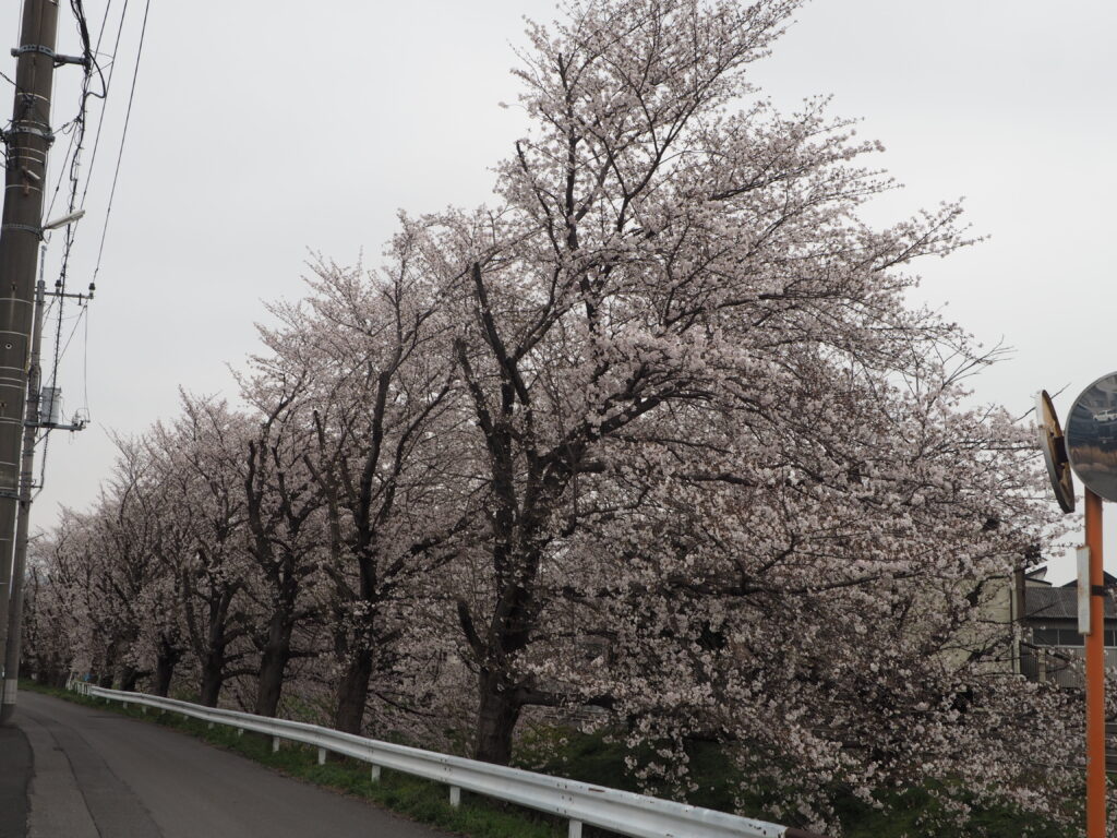 袋川・千歳地区の桜の写真です。