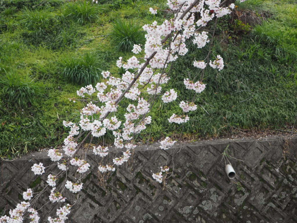 袋川・千歳地区の桜の写真です。