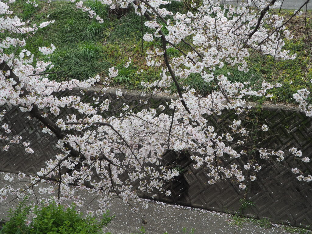 袋川・千歳地区の桜の写真です。