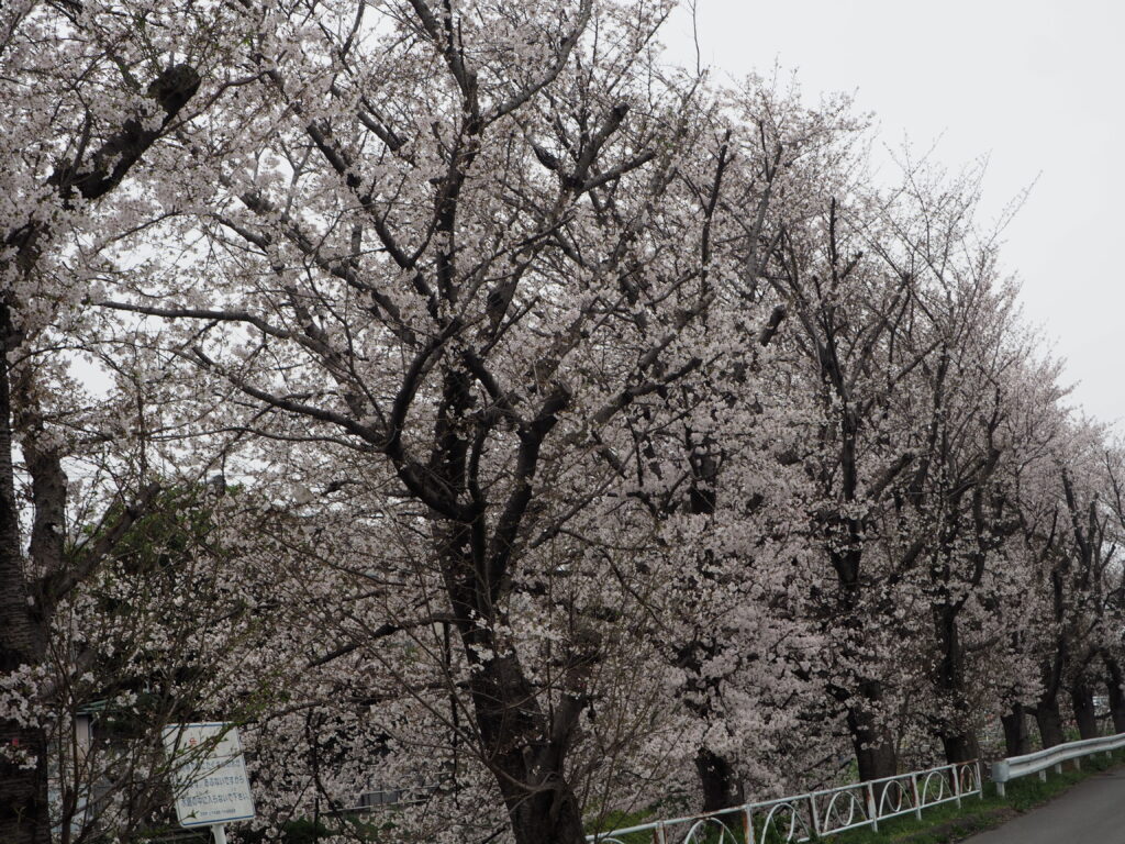 袋川・千歳地区の桜の写真です。