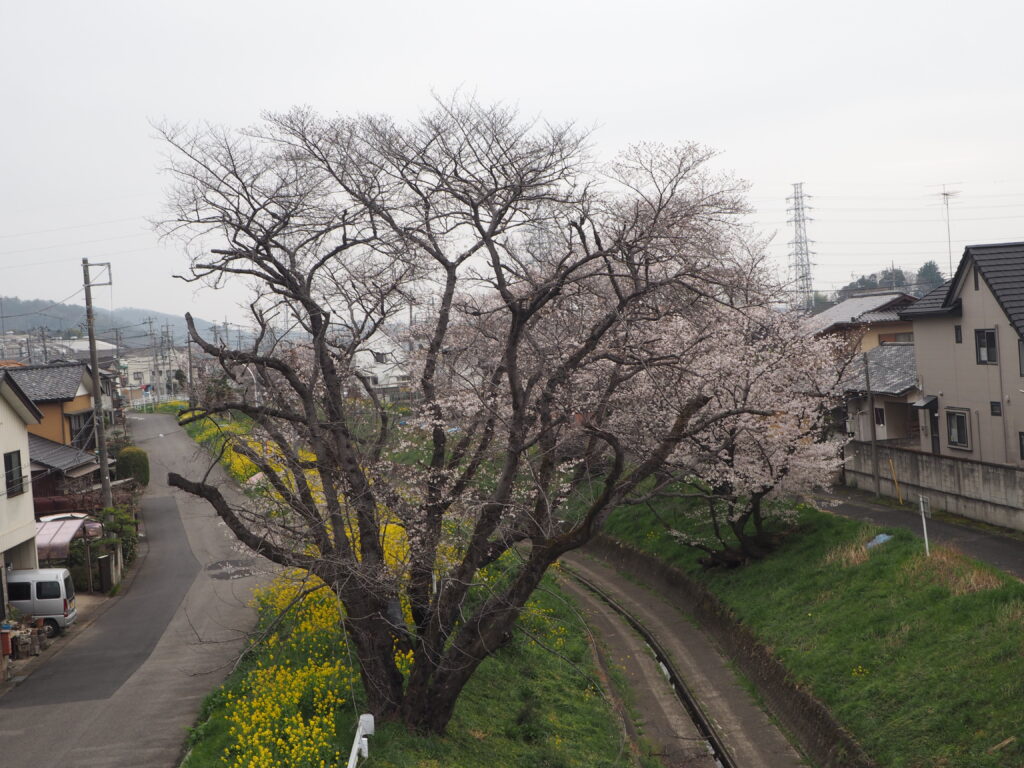 袋川・千歳地区の桜の写真です。