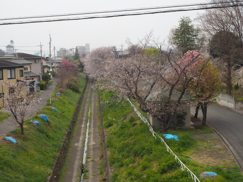 袋川・千歳地区の桜の写真です。