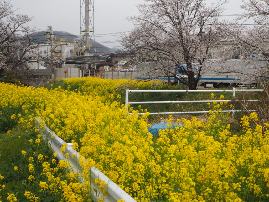 袋川・千歳地区の桜の写真です。