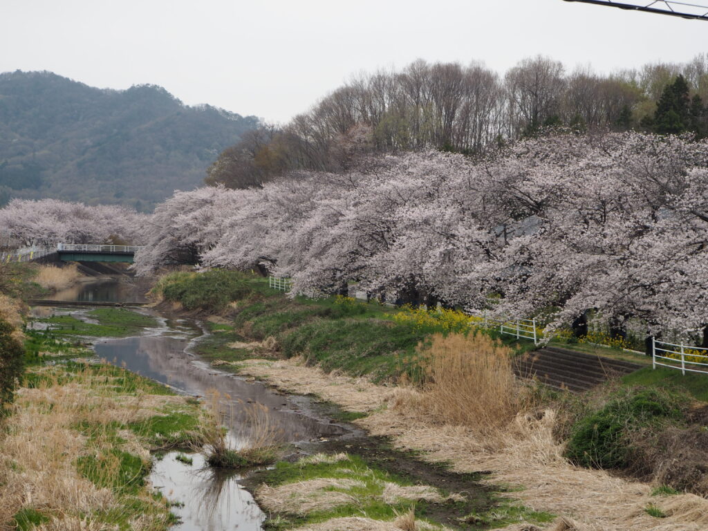 袋川・北郷公園の桜の写真です。